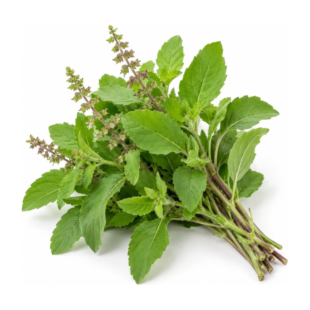 Tulsi (holy basil)